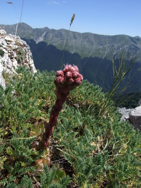 Fioriture in quota